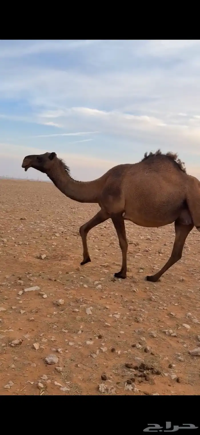 لقحه صفرا كفوو 4