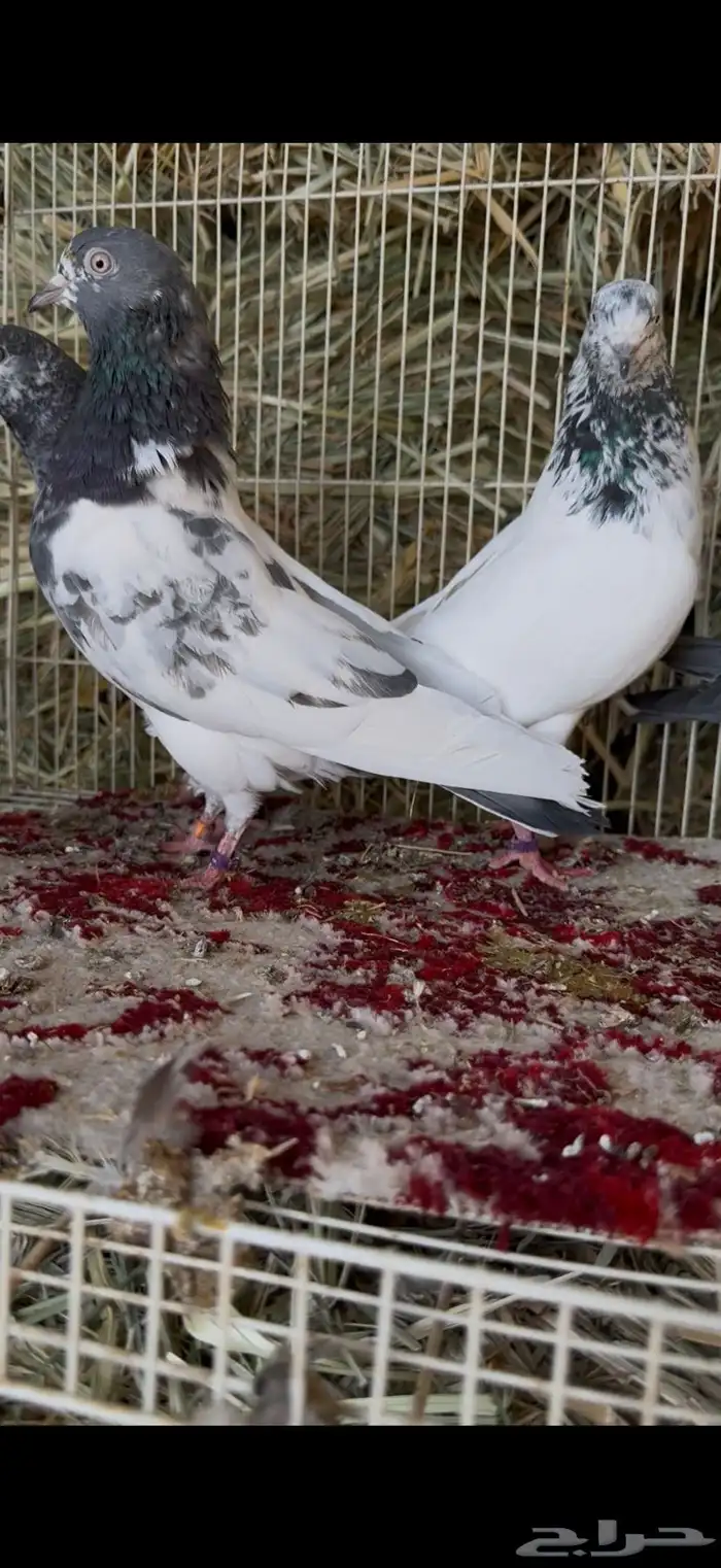 حمام بكستاني شرط مطير ونتاج 3