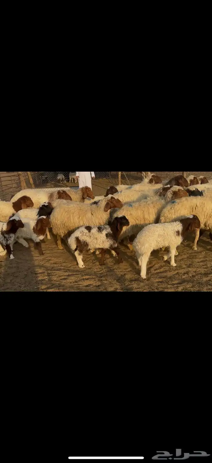 غنم نعيم رغث 3