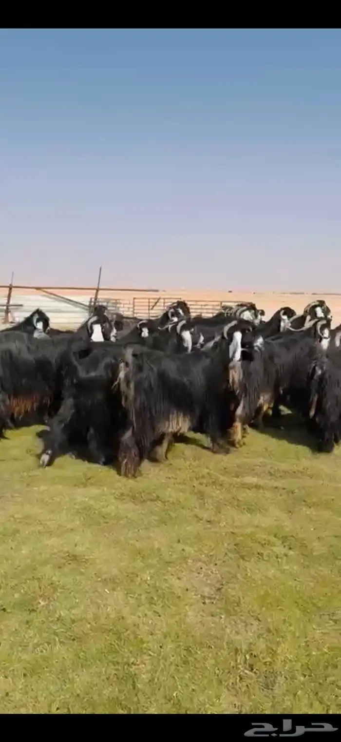 مراح عوارض صنف فاخره 3