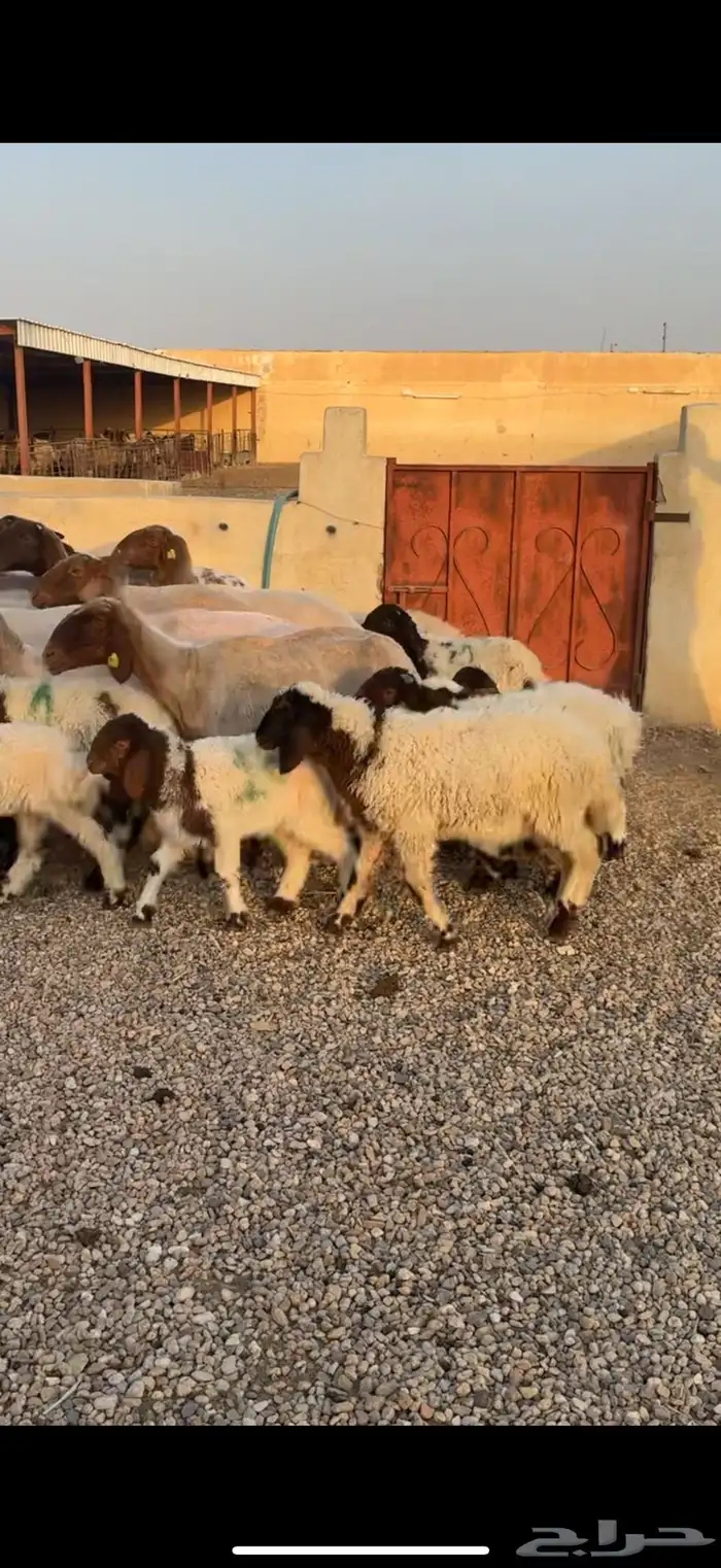 غنم نعيم مطافيل 0