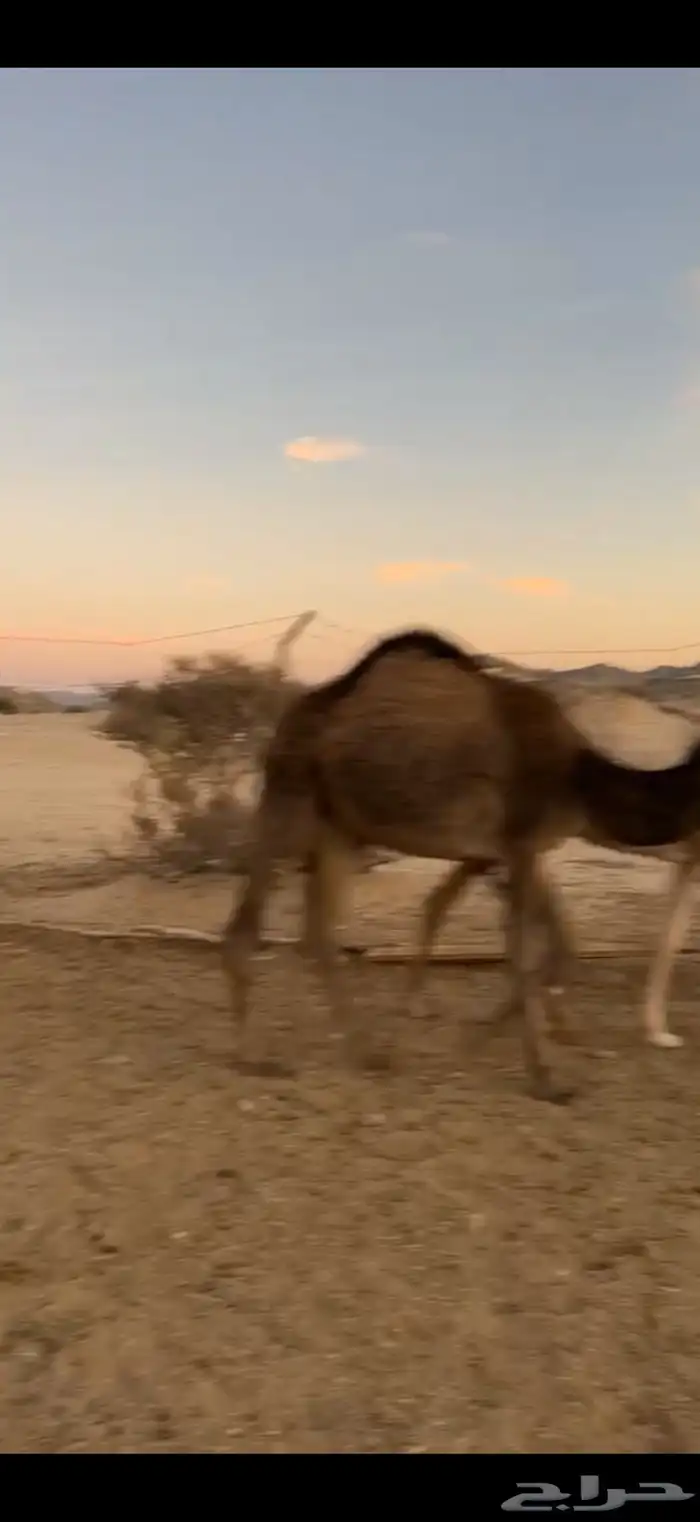 حشوان للبيع قعدان وبكااار 0