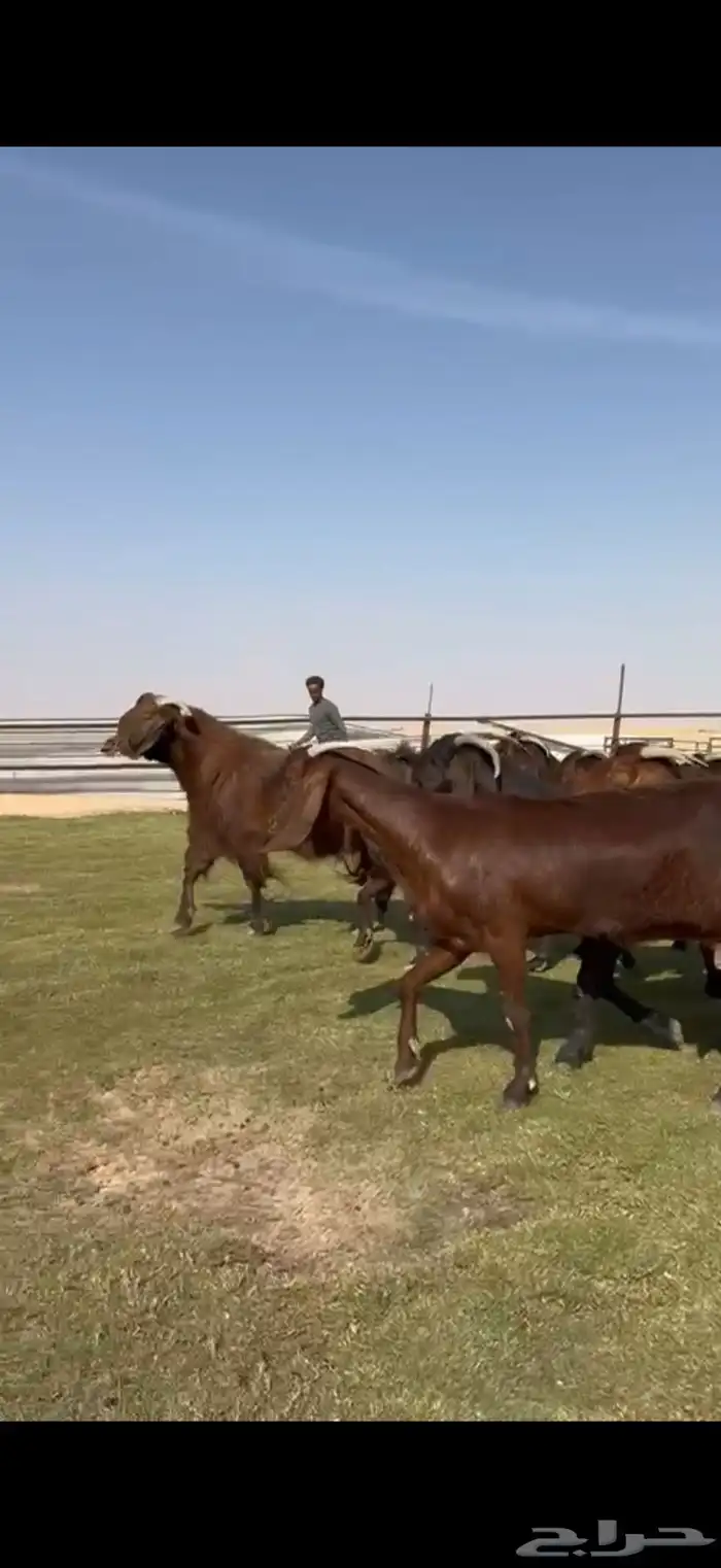 للبيع قبرصيات بيور فاخره دفيع 7