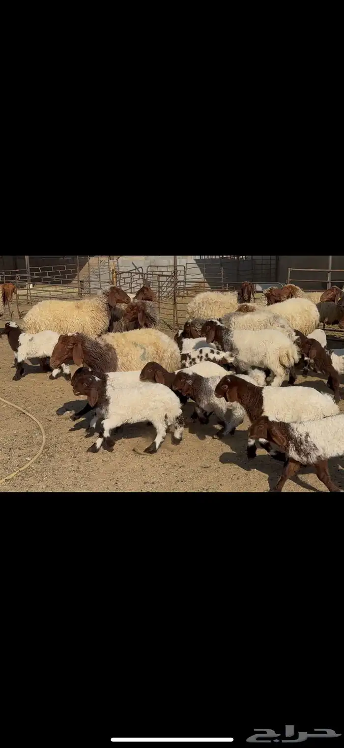 غنم نعيم مطافيل 2