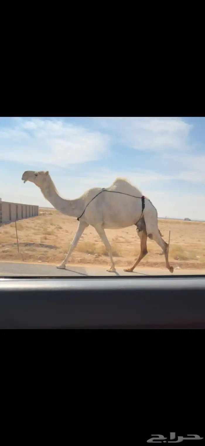 الخلفه الوضحا الكفو 2