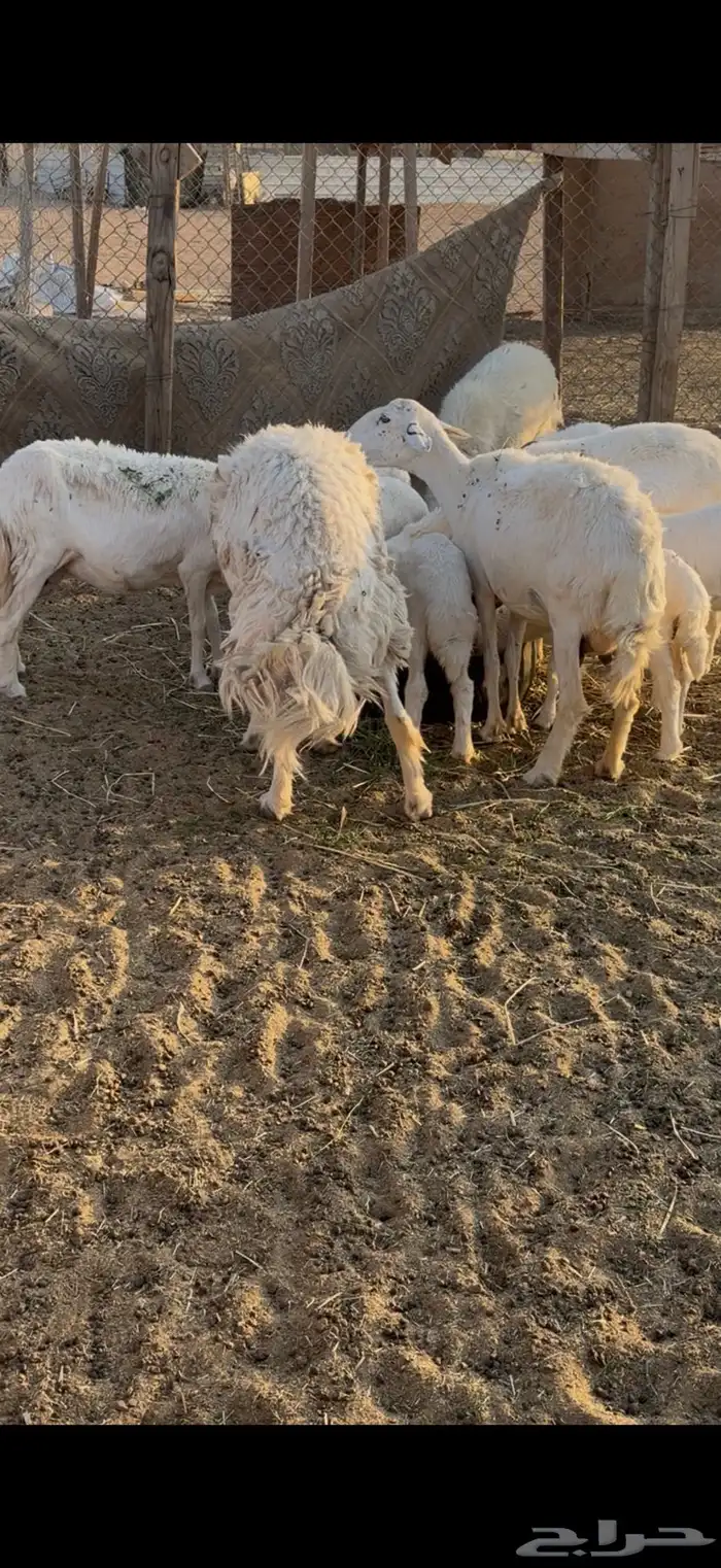 شرق الرياض 0