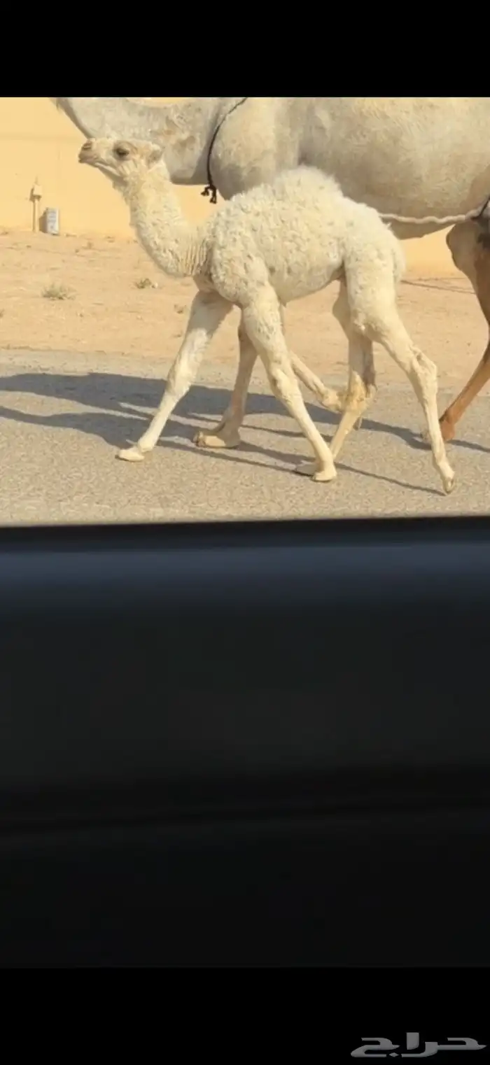 الخلفه الوضحا الكفو 4