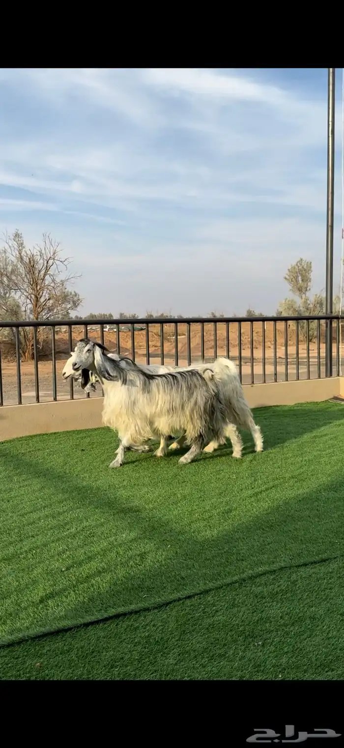 معزا شهب مصريات دفيع 3