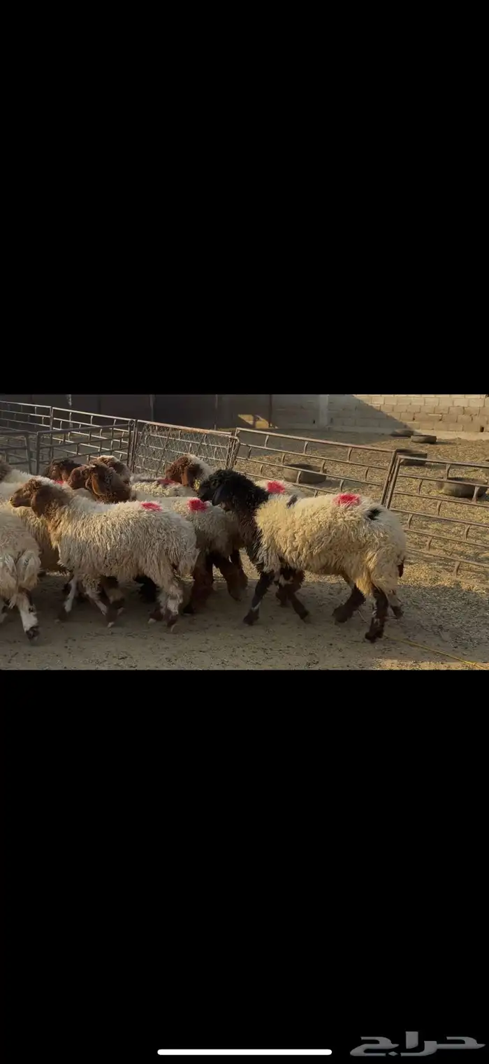 جذعات نعيم مضاريع 3