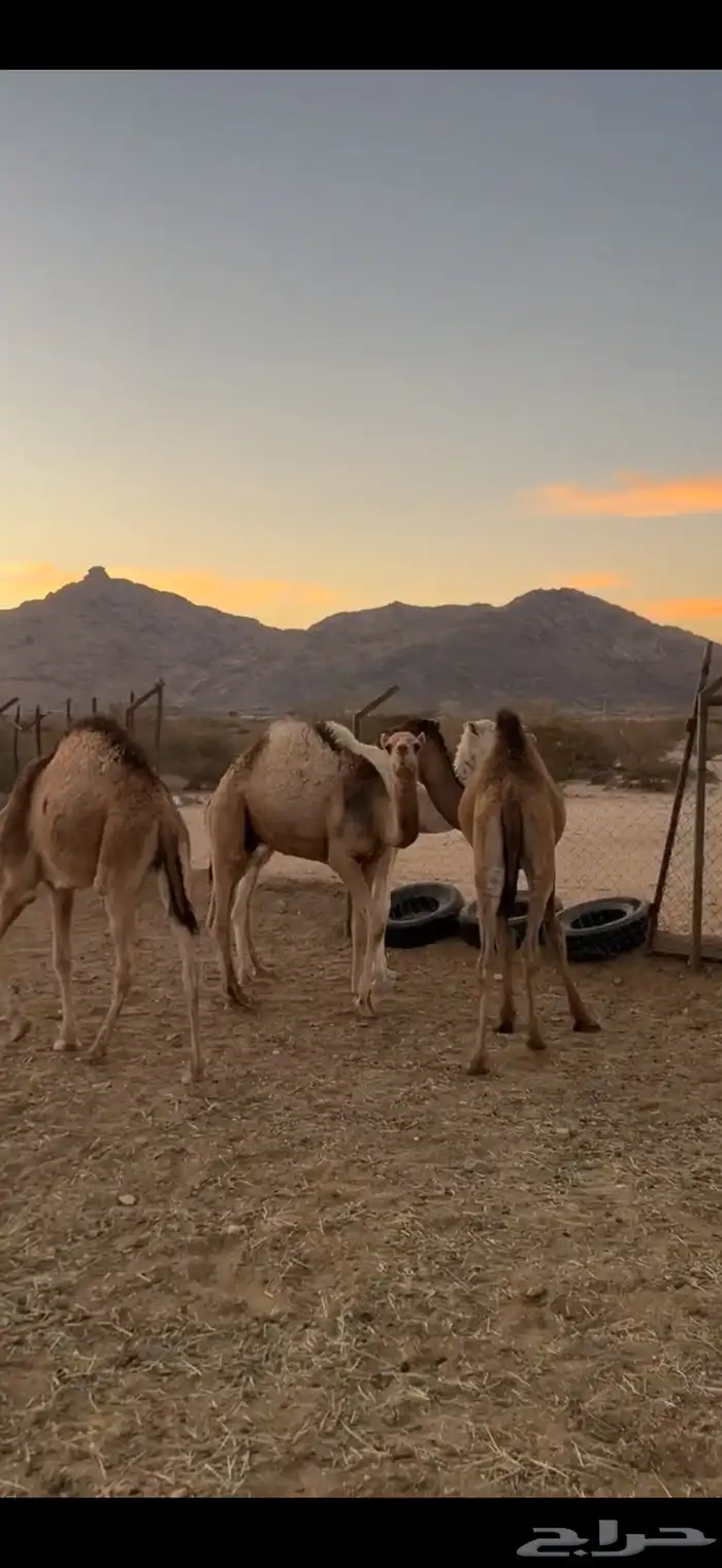 حشوان للبيع قعدان وبكااار 6