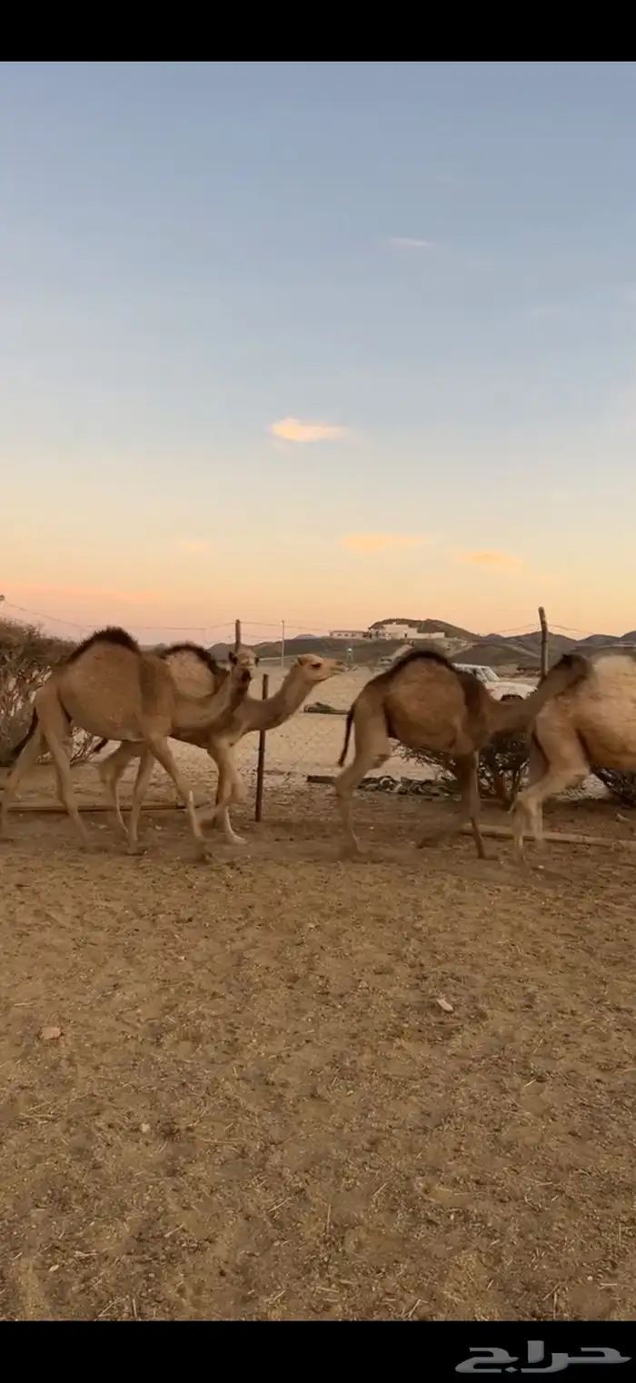 حشوان للبيع قعدان وبكااار 5