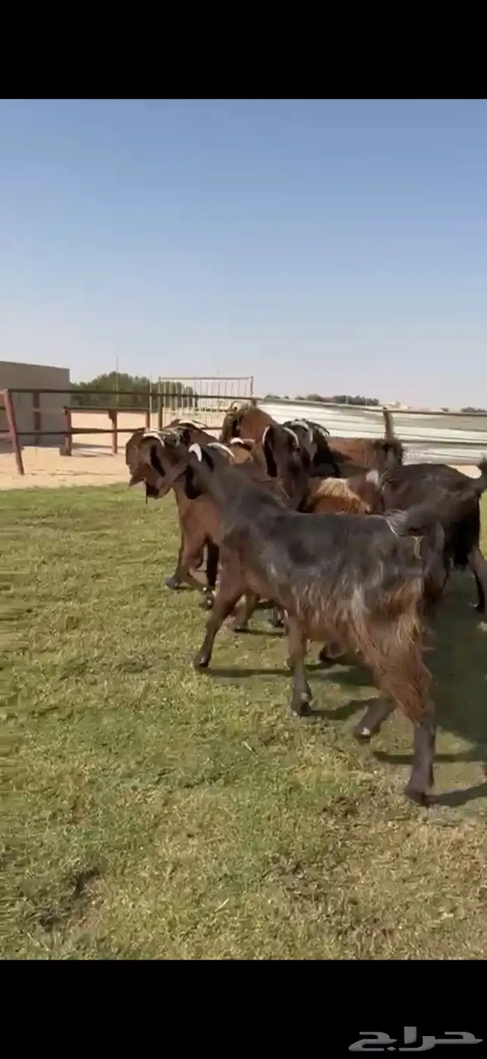 للبيع قبرصيات بيور فاخره دفيع 3