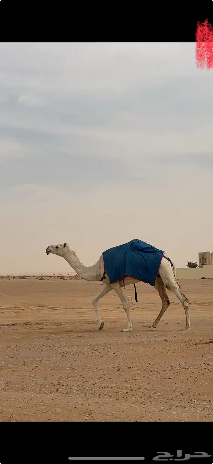 ناقه وضحا ضريبه 2