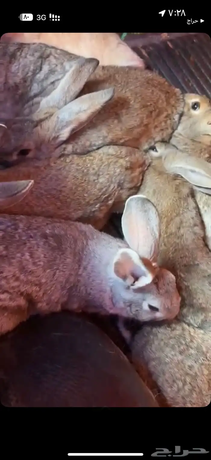 ارانب للبيع 0