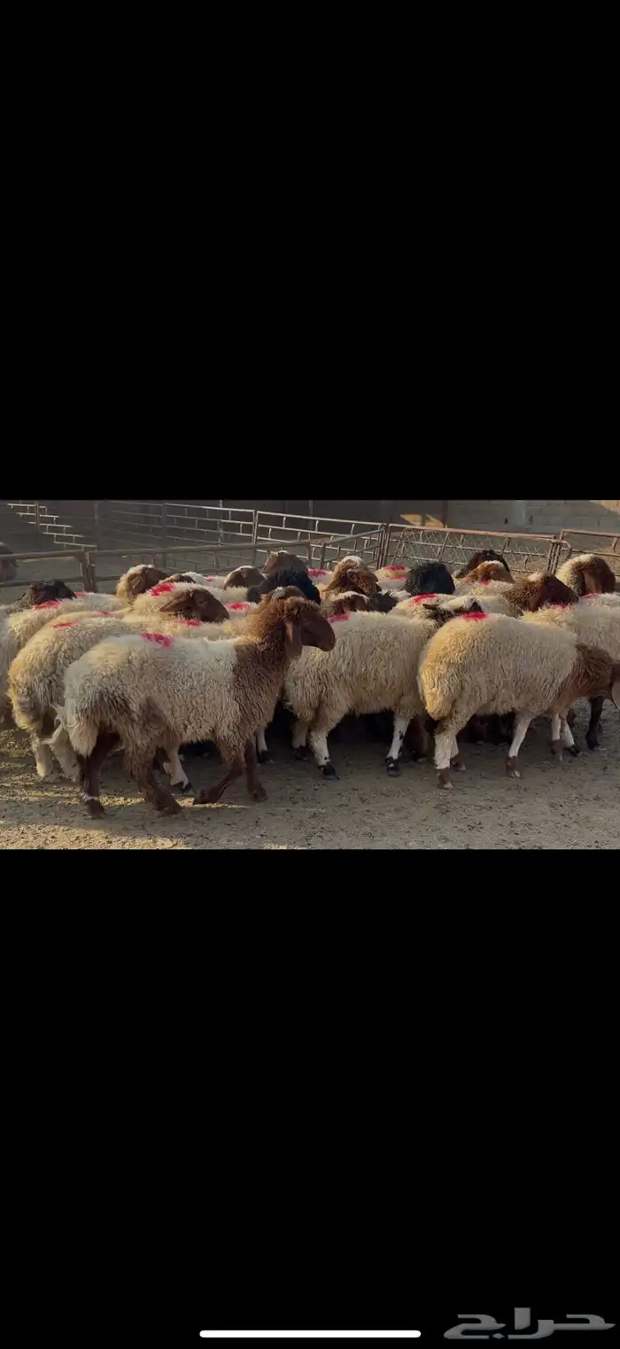 جذعات نعيم مضاريع 0