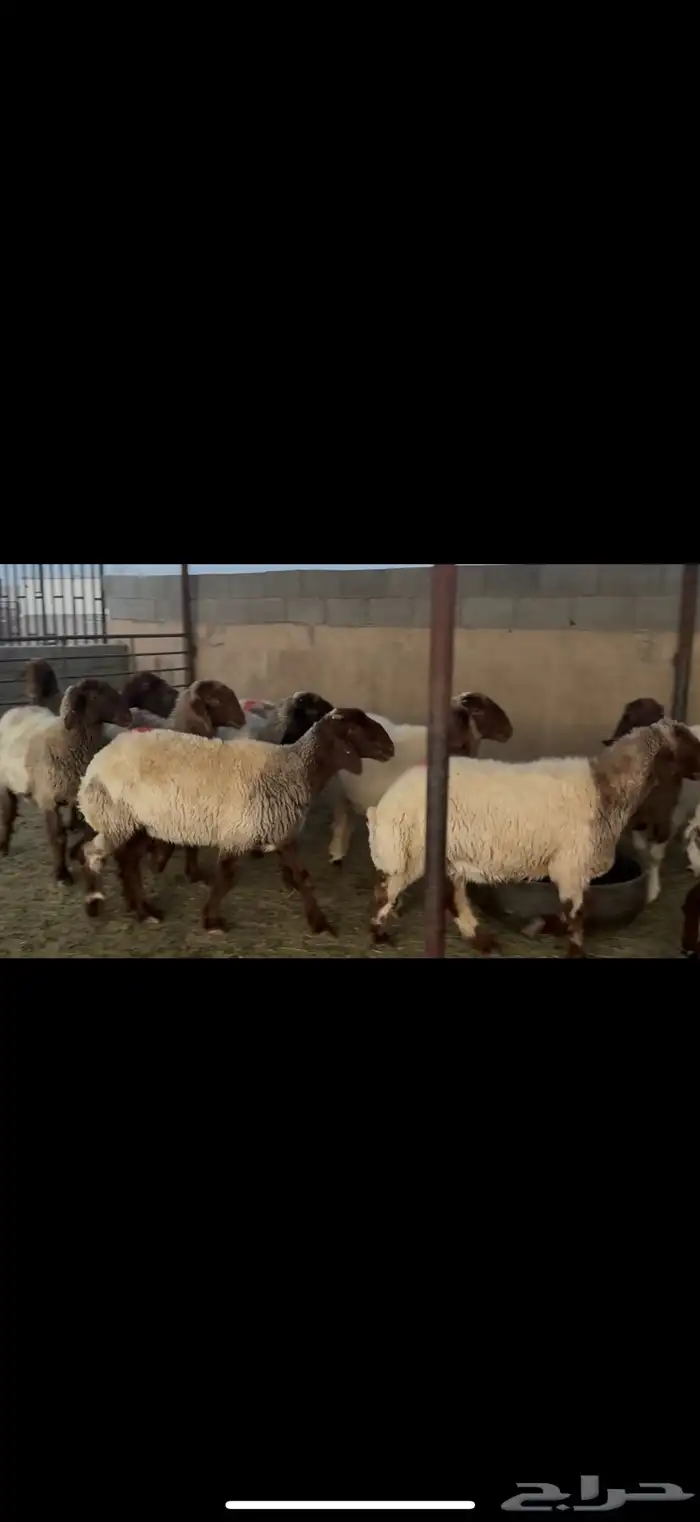 غنم نعيم دفيع 1