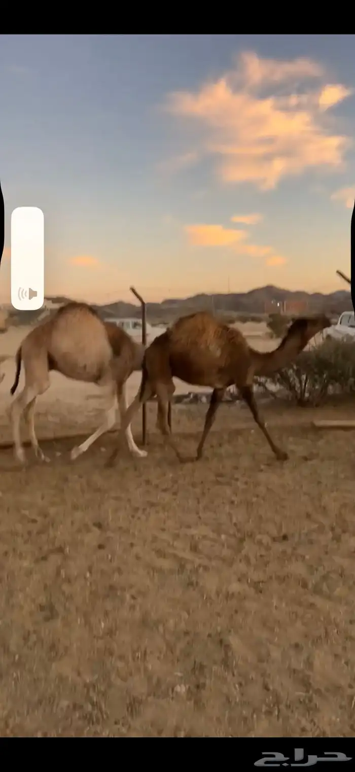 حشوان للبيع قعدان وبكااار 1