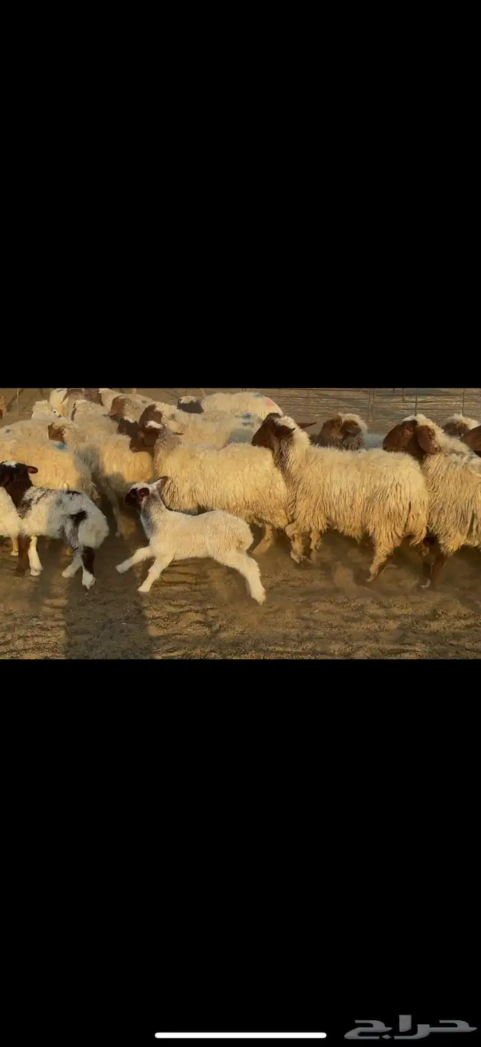 غنم نعيم رغث 2