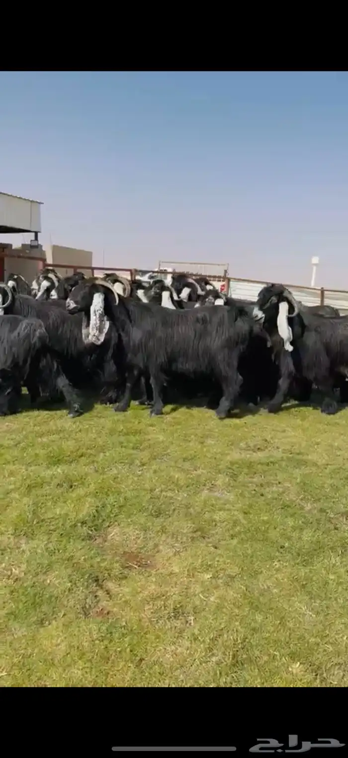 مراح عوارض صنف فاخره 0