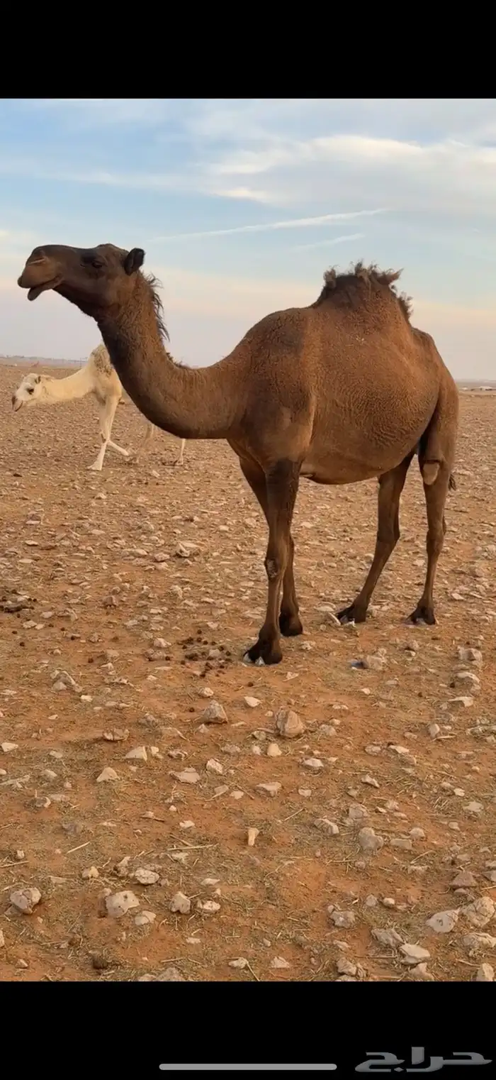 لقحه صفرا كفوو 1