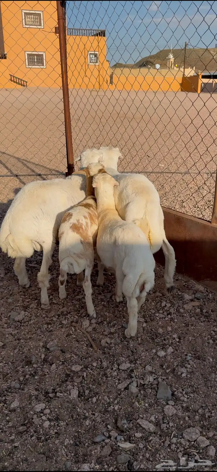 للبيع اربع من الذبايح فل شحم 2