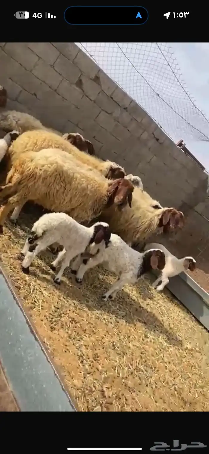 غنم نعيم طيبه للبيع 11