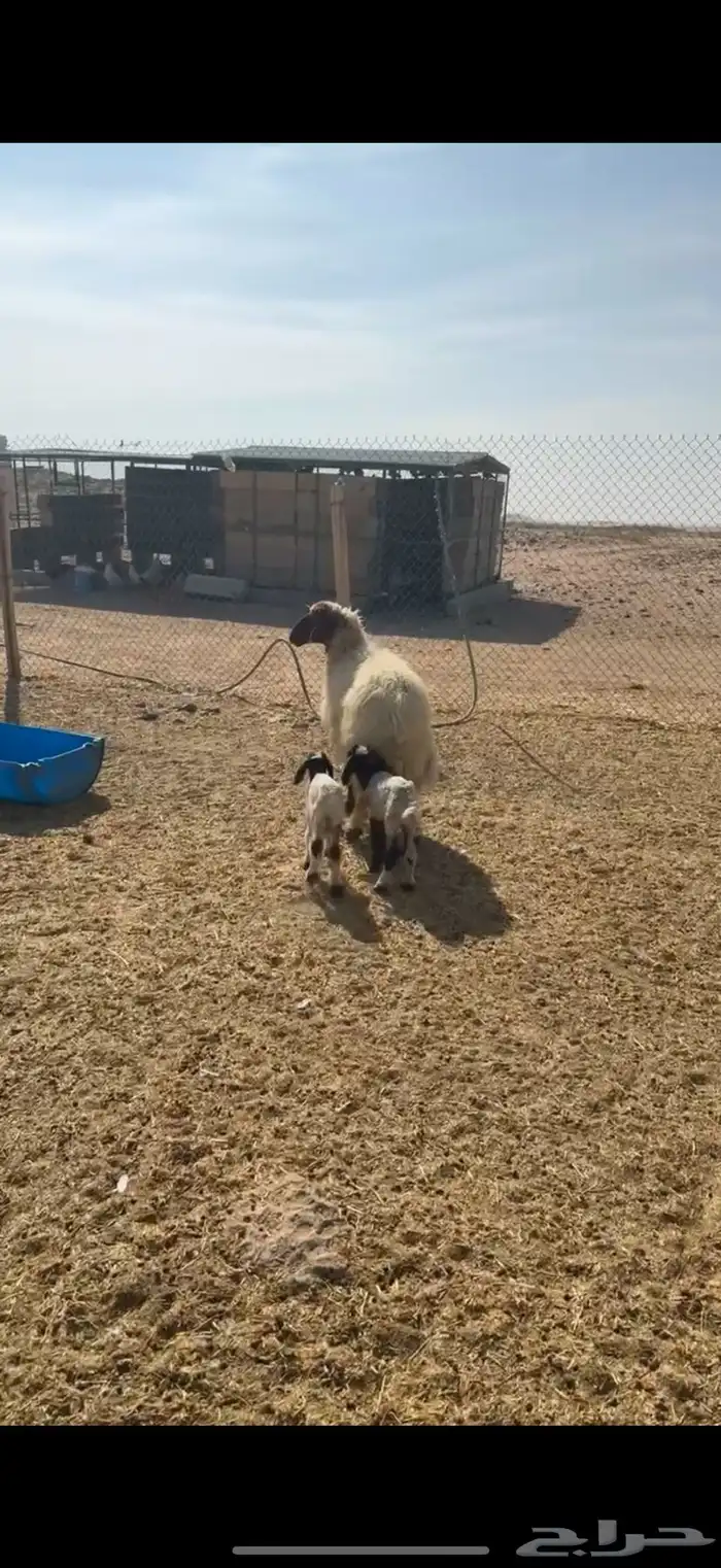 رغوث نعيمه معها 2 1