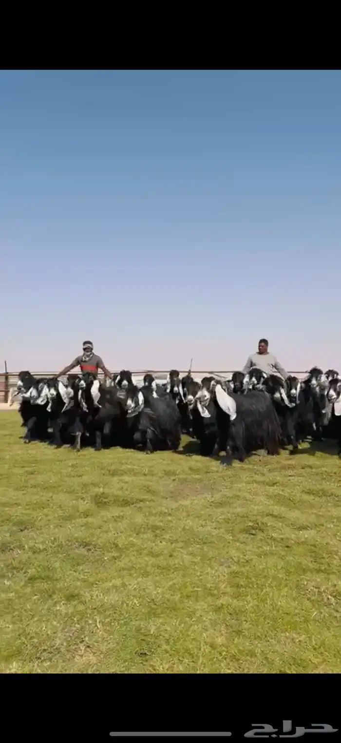 مراح عوارض صنف فاخره 6