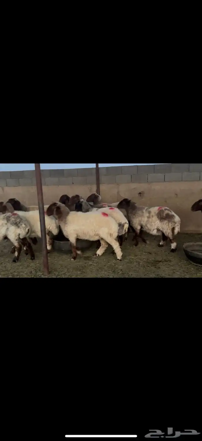 غنم نعيم دفيع 4