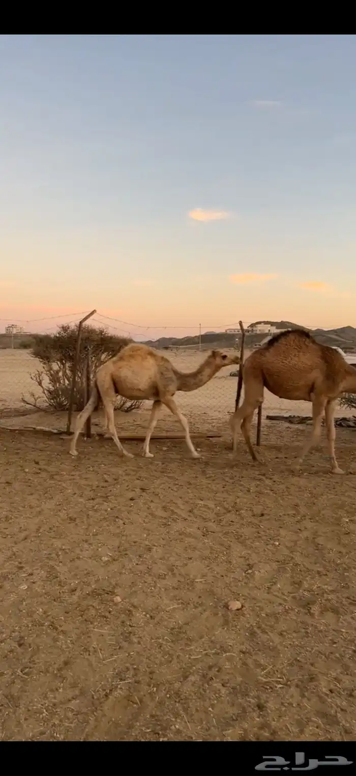 حشوان للبيع قعدان وبكااار 2