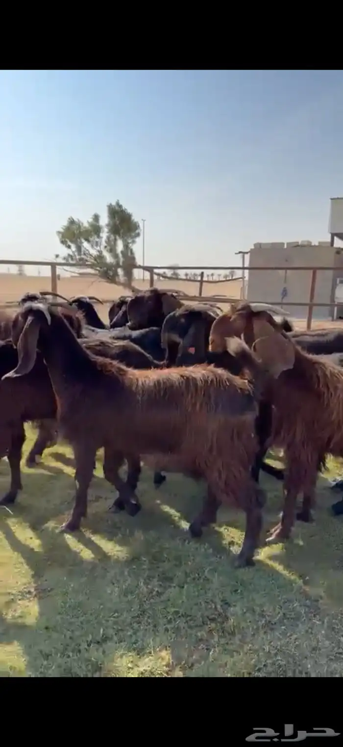 للبيع قبرصيات بيور فاخره دفيع 4