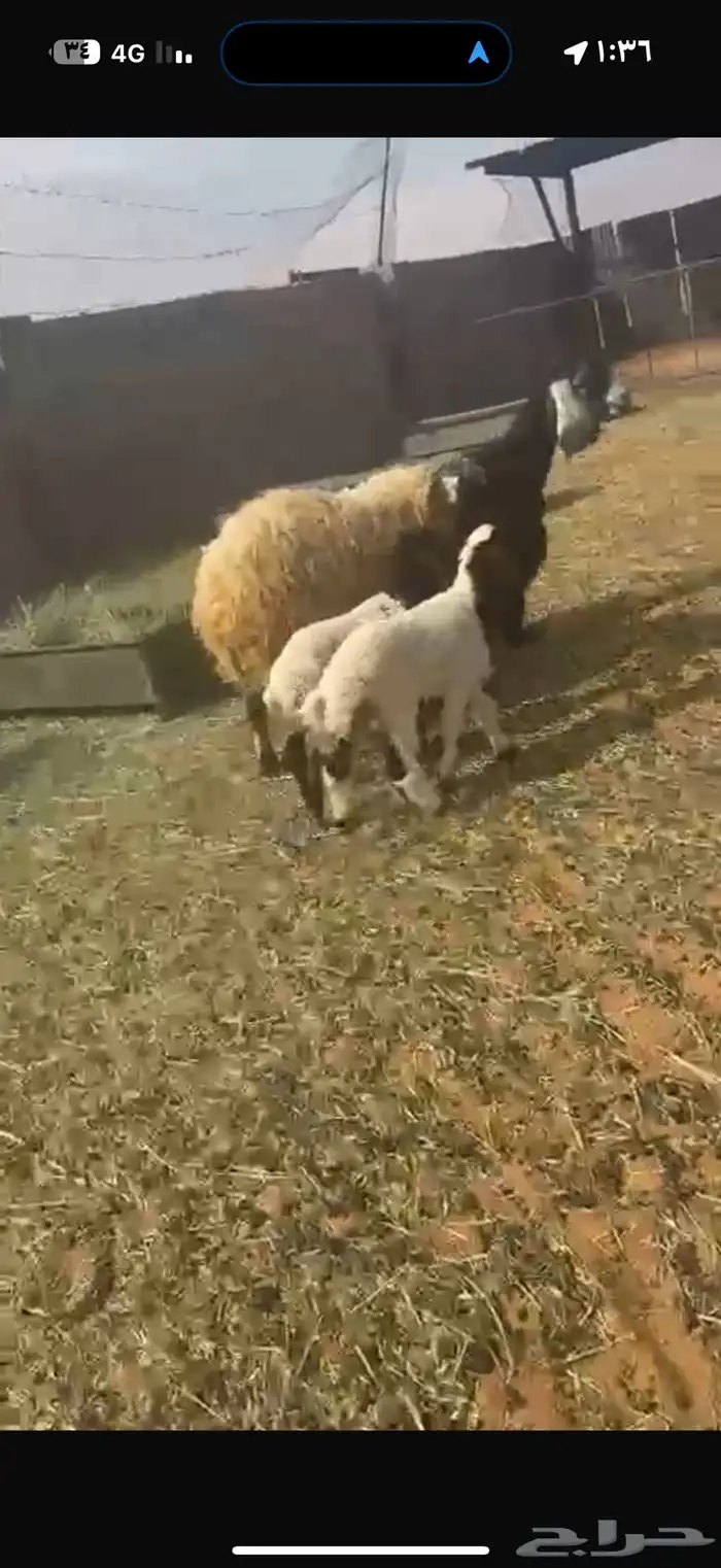 غنم نعيم طيبه للبيع 0