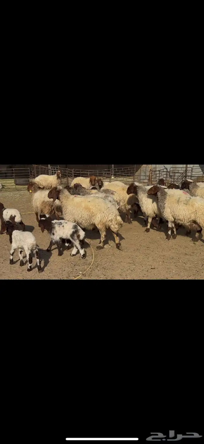 غنم نعيم مطافيل 4