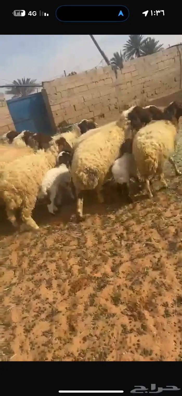 غنم نعيم طيبه للبيع 9