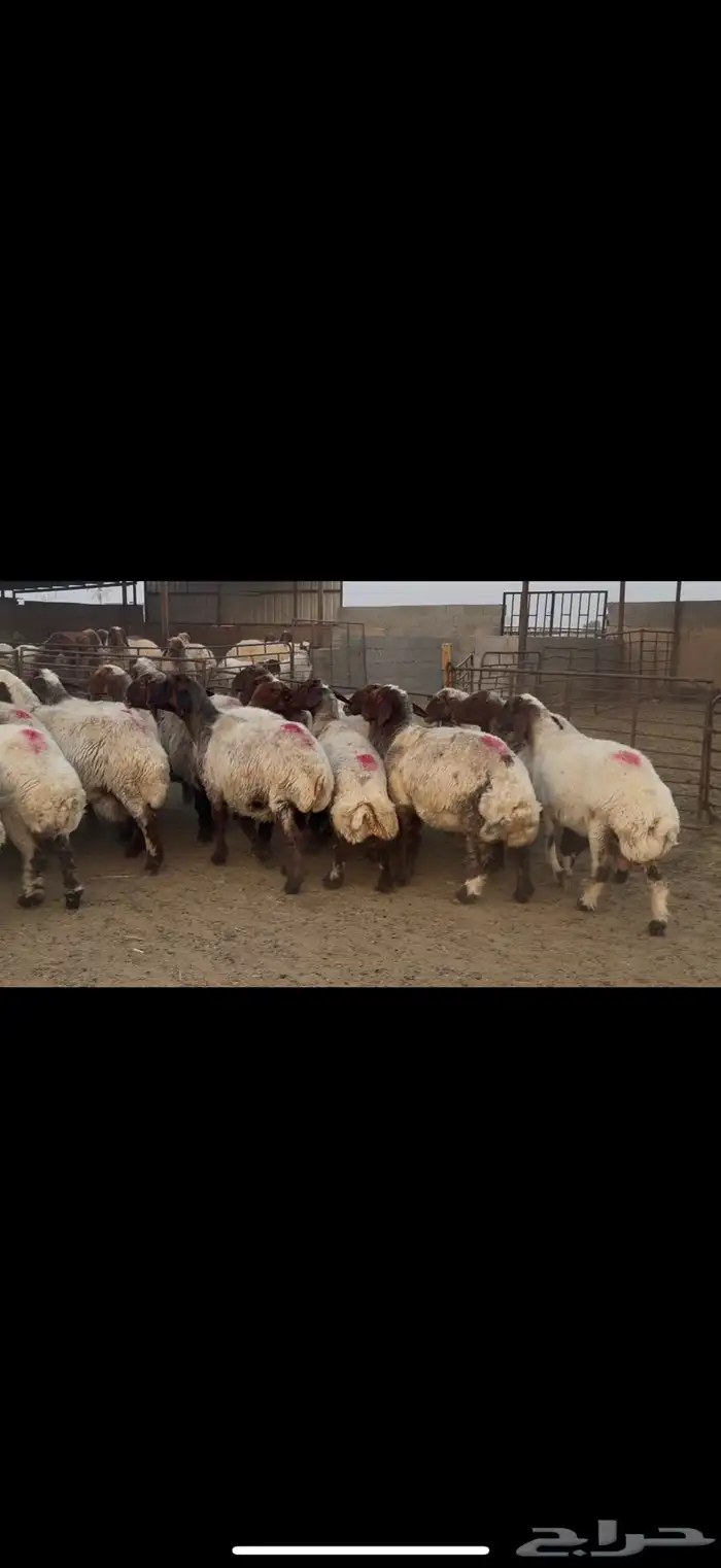غنم نعيم دفيع ومطافيل 1