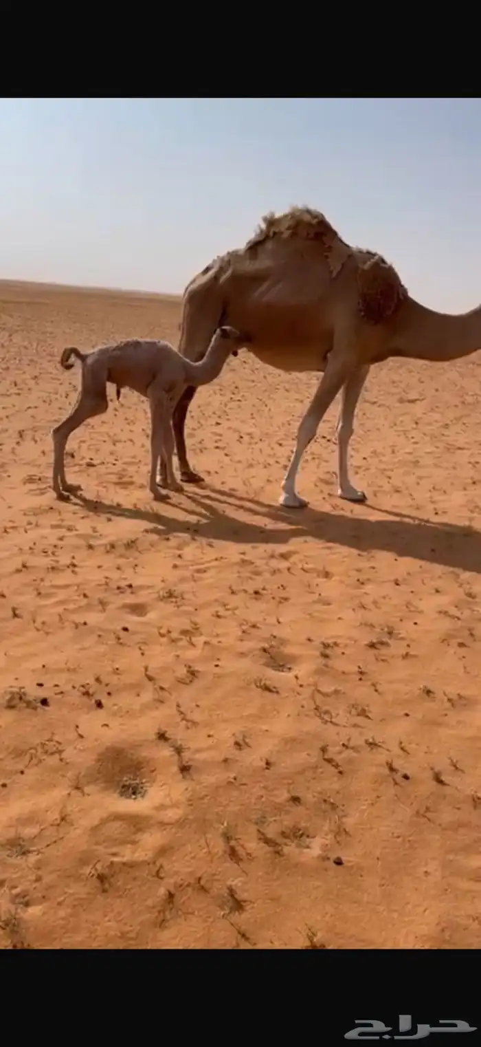 خلفه كفو تحتها بكره 0