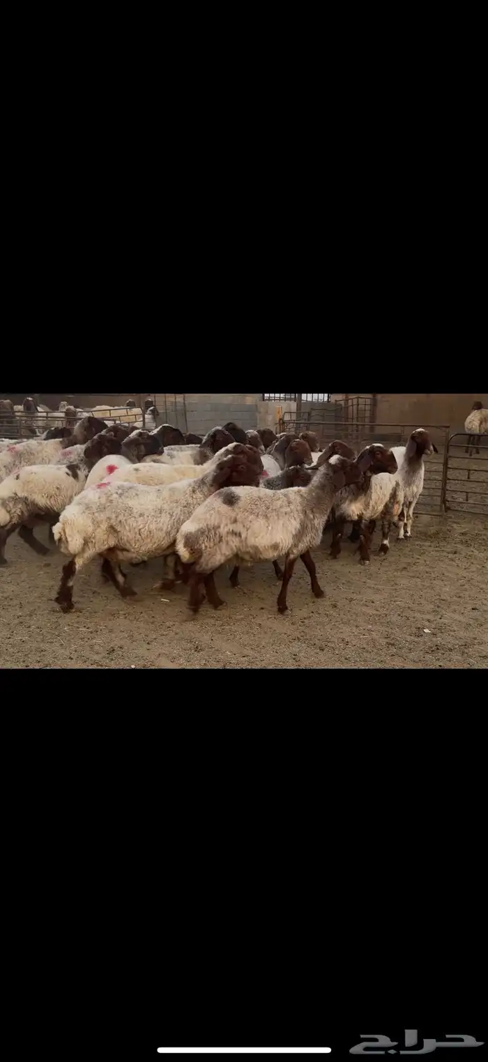 غنم نعيم دفيع ومطافيل 3