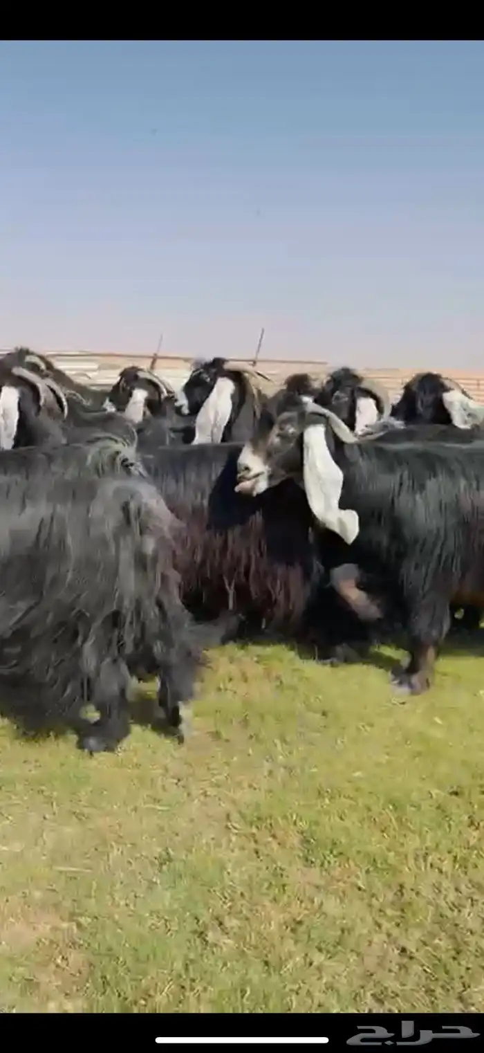 مراح عوارض صنف فاخره 4