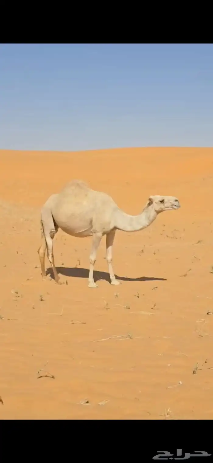 ناقة لقحة على بعير منتج 4