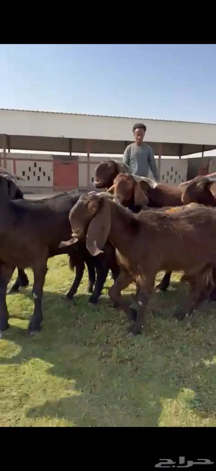 للبيع قبرصيات بيور فاخره دفيع 13