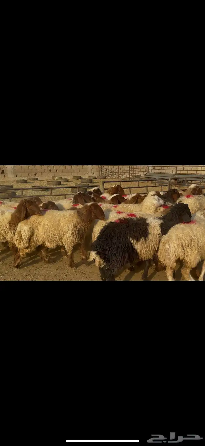 جذعات نعيم مضاريع 1