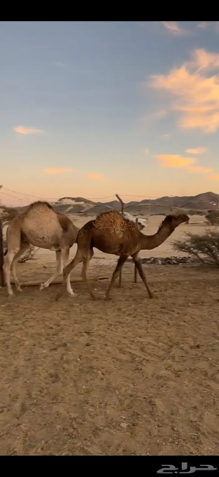 حشوان للبيع قعدان وبكااار 7