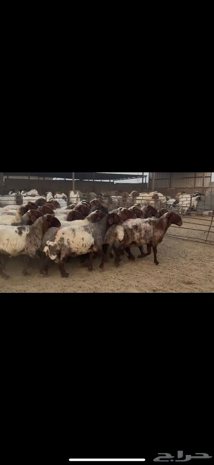 غنم نعيم دفيع ومطافيل 0
