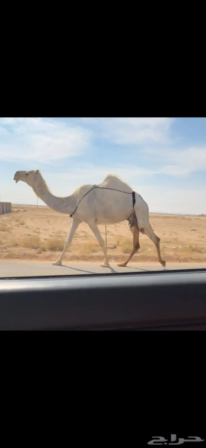 الخلفه الوضحا الكفو 1