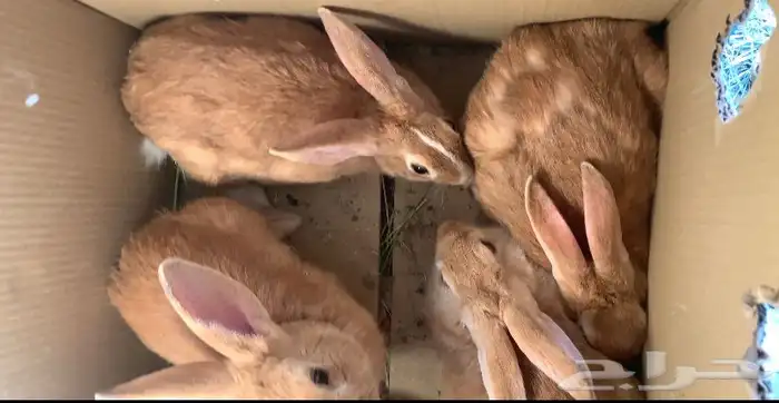 عارض لكم ارانب للبيع النواع بلدي احجام كبار ودفيع وشرط 0