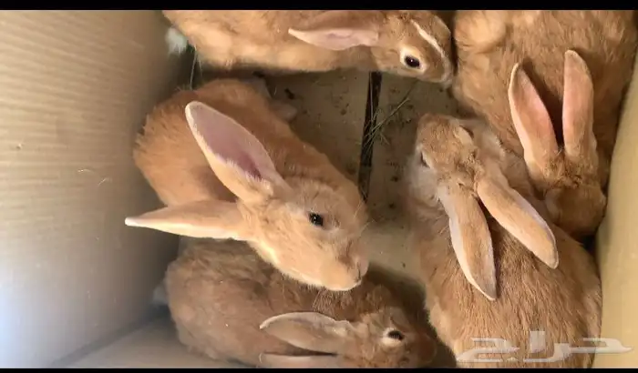 عارض لكم ارانب للبيع النواع بلدي احجام كبار ودفيع وشرط 1