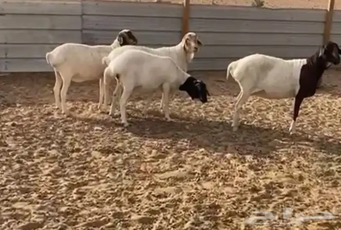 للبيع عدد 4 شياه برابر تامات جروم طيبه مع الفحل وماشرط ضريع 2