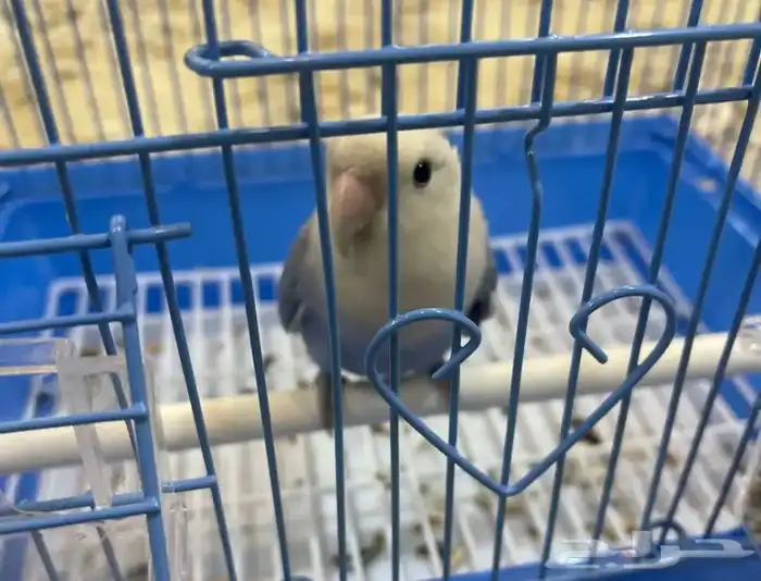 طير روز انتاج بيع مستعجل 0