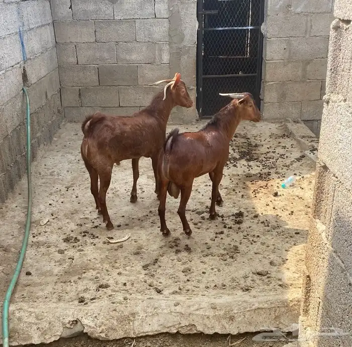 تيوس بلدي مرباه. جذعان 0