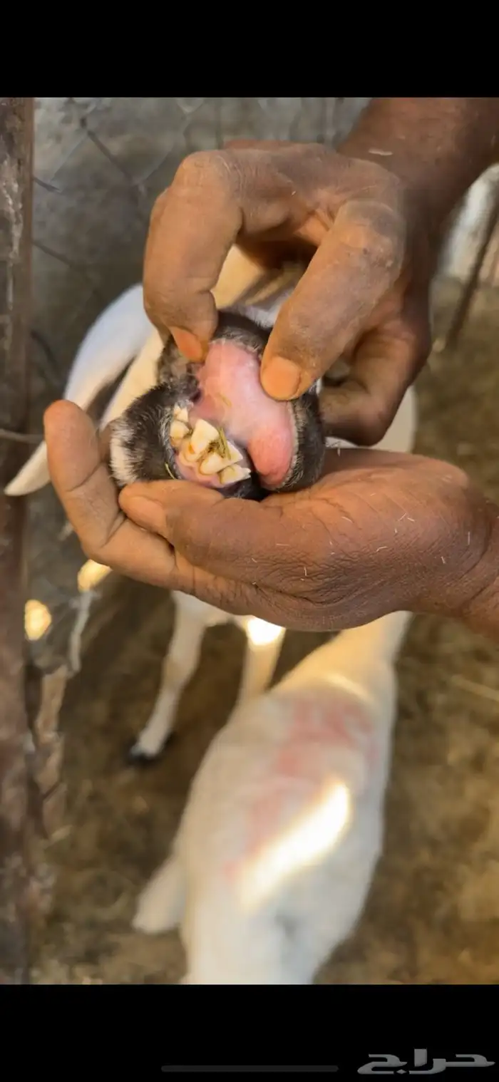 للبيع شاتين ثنيه ورباع بيشة 1